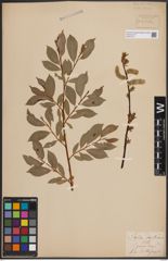 Foto von Salix daphnoides Vill.